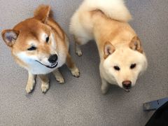 -喜柴咖啡·柴犬狗咖