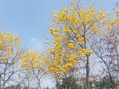 -顺峰山公园