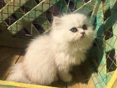 -70cat德文卷毛猫·缅因猫纯种猫舍