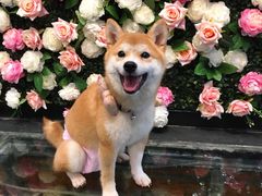 -百好乐宠物友好餐厅(朝外大街店)