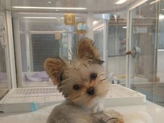 -翊宠yipet猫狗购宠庄园犬舍•猫舍