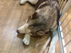 -Husky Go! 哈士奇体验馆·宠物咖啡厅狗咖