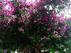 -海韵人家.海景花园经典云南菜(双廊店)
