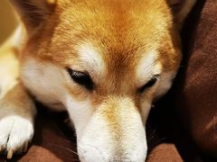 -柴务处·柴犬主题狗咖