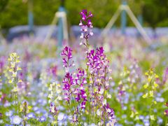 -花开海上生态园