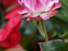 -福田红树林生态公园