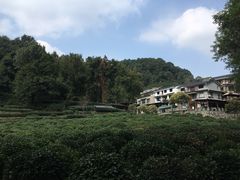 -龙井村