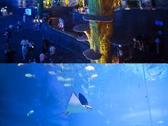 -珠海长隆海洋王国
