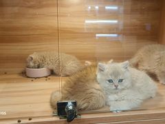 -猫十亿·布偶金渐层·曼基康矮脚猫舍(青年路店)