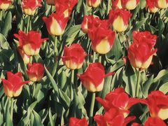 -玄武湖景区-情侣园游乐场