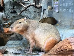 -Zoolung Zoolung动物主题公园(海信广场店)