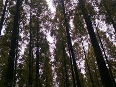 40余年的水杉-上海怡沁园度假酒店