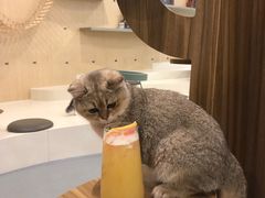 -飞行喵MR PILOT|猫舍·猫咖(静安大融城店)