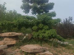 -石家庄市植物园