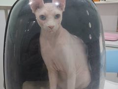 -佳雯宠物医院(金华南路分院)