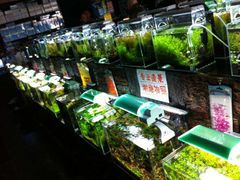 -中环花鸟鱼虫市场