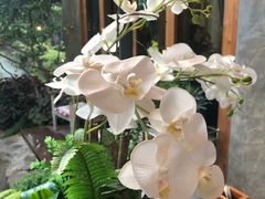 -Chom Cafe and Restaurant