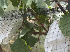 -马陆小张葡萄园农家乐