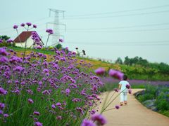 -紫颐香薰山谷景区