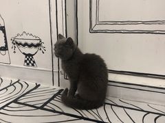 -白夜2D咖啡馆
