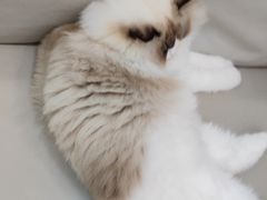 -爱洗澡的猫(天河路店)