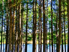 -塞罕坝国家级自然保护区