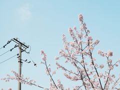 -顾村公园