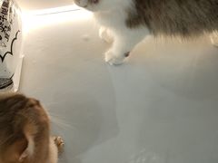 -COLOR PETS 撸猫馆·购猫·猫咖(长风大悦城店)