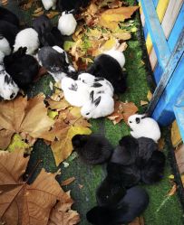 -萌宠亲子动物乐园(槐房万达店)