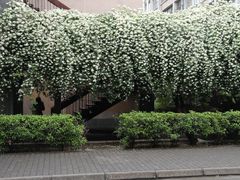 -四川大学(望江校区)