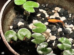 -曲水兰亭(北京四惠店)