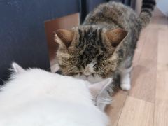 -瞄一喵猫咖(格力海岸店)