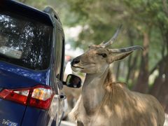 -北京野生动物园