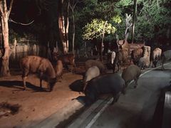 -清迈夜间动物园