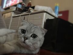 -芭比堂动物医院·犬猫全科·异宠专科(雁塔分院)