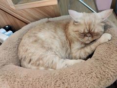 -Meowの猫咖(万家丽店)