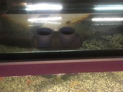 -ventus spa 沙巴亚庇正宗精油按摩会所