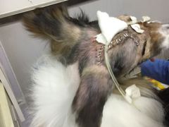 -北京派仕佳德动物医院·超导核磁·CT·神经科·骨科·内外科·急重症管理中心