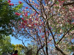 -南汇桃花村