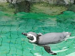 -上海野生动物园