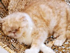 -飞行喵MR PILOT|猫舍·猫咖(静安大融城店)