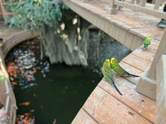 -南宫五洲植物乐园