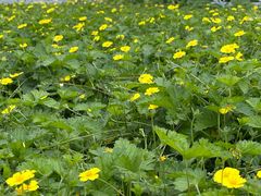 -黑龙江省森林植物园