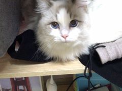 -PETKIT小佩宠物(昭化店)
