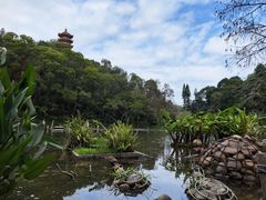 -深圳仙湖植物园