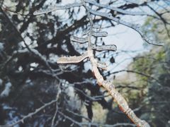 -龙苍沟森林公园