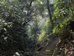-西双版纳原始森林公园