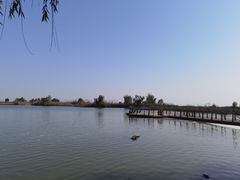 -合肥滨湖国家森林公园