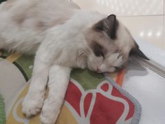 -COLOR PETS 撸猫馆·购猫·猫咖(长风大悦城店)