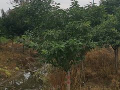 -塘栖枇杷特色园区